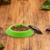 Terrarium Feeding Dish Set for Springtails and Isopods view 4