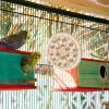 Bird Cork Toy view 3