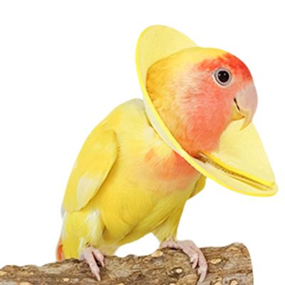 Elizabethan Collar for Parrots
