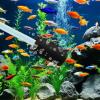 WJIAAA 12 Pack Aquarium Filter Sponge view 4