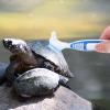 SHINEOFI Turtle Cleaning Brush view 2