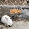 Ciieeo 2-Pack Metal Rabbit Feeders view 4