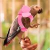 DIYEAH Lightweight Washable Parrot Harness view 4