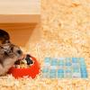 DINHEAROM Ceramic Hamster Cooling Mat view 4
