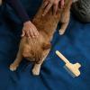PERSELOSO Multifunctional Pet Brush view 4