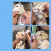 Cat Grooming Wrap with Anti-Escape Adhesive, Portable Swaddle view 4
