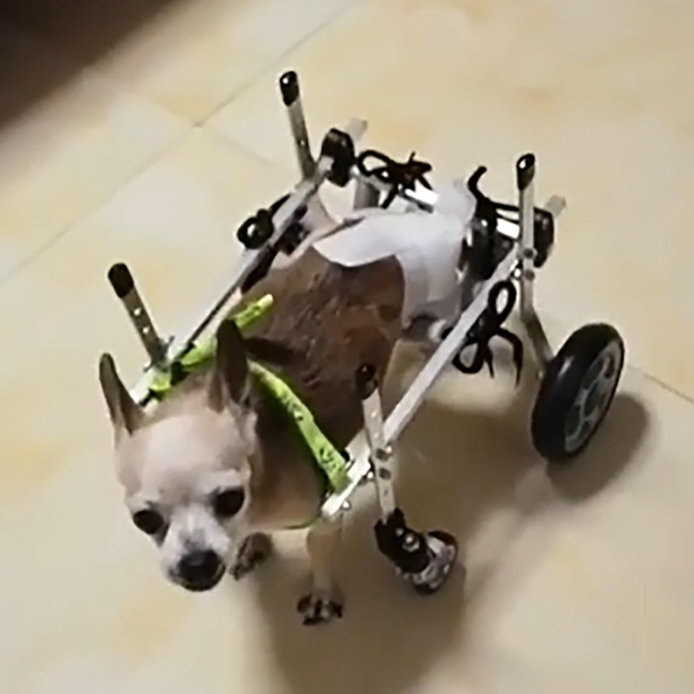 Adjustable Knee Brace for Small Dogs