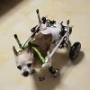 Adjustable Knee Brace for Small Dogs view 1