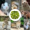 Rabbit Diapers and Small Pet Clothing for Rabbits and Squirrels view 3