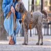 WOLTERS Light Mesh Dog Harness | Chest Harness with Safety Buckles | Camel - XXL (72–110 cm) view 2