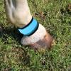 Horse Protection | Reflective and Adjustable Ankle Bands view 2