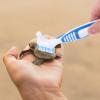 SOLUSTRE Double-Head Cleaning Brush for Turtle Shells view 2