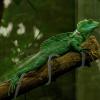 Ciieeo Flexible Expanded Plastic Vine Branch for Reptile Terrariums view 4
