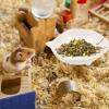 GLEAVI Small Ceramic Bowl for Hamsters and Small Pets view 4