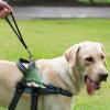 DAWCBVJQ Dog Waste Holder for Leashes view 2