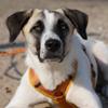Anny-X Open Fun Dog Harness for Sensitive Dogs, Goldglöckchen, Size M (Chest: 62–74 cm) view 2