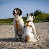 Anny-X Open Fun Dog Harness for Sensitive Dogs, Goldglöckchen, Size M (Chest: 62–74 cm) view 3