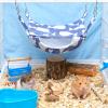 Soft Adjustable Ferret Hammock view 3