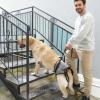 Dog Support and Lift Harness view 2
