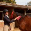 2-in-1 Horse Grooming Brush with Stiff Bristles view 2