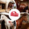 2-in-1 Horse Grooming Brush with Stiff Bristles view 4