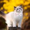 DECHOUS Adjustable Cat Collar with Bell and Fruit Pattern view 3
