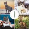 GLEAVI Interactive Catnip Plush Pillow for Cats and Kittens view 3