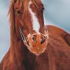 Breathable Horse Muzzle Mask with Muzzle Guard, Leather and Nylon, Brown view 4