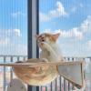 PUSOKEI Wall-Mounted Cat Climbing Frame, Multi-Layer Panels, Non-Slip Suction Cups, Acrylic Space Capsule, 40 x 30 x 15 cm view 4