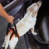 Rear Support Sling for Dogs, Adjustable Straps, Soft Handle view 3