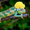 PENIKOKO Funny Reptile Safety Helmet with Cord for Lizards, Snakes, and Crawlers - Yellow Simulation Helmet for Pets view 4