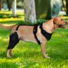 Adjustable Hip Brace for Dogs with Metal Stabilizers view 3