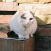 Loud Resonant Pet Collar - Vintage Design view 4