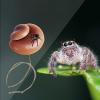 Mushroom Decor for Jumping Spider Terrariums view 3
