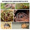 Mushroom Decor for Jumping Spider Terrariums view 4