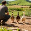 Rooster Collar - Noise Reduction Band for Poultry view 3