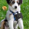 Black Leather Dog Waste Bag Holder and Dispenser with Leash Attachment view 4