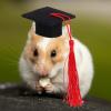 DOITOOL Cute Doctor Hat for Hamsters and Small Pets view 4