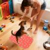 Washable Puppy Pads view 2