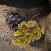 Acunny Artificial Plants for Reptiles view 3