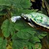 Pasbuteiy Artificial Plants for Reptiles view 3