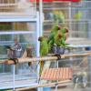 JOINPAYA Bird Swing with Climbing Ladder view 3