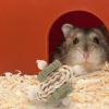 BESPORTBLE Chew Toy for Guinea Pigs and Rabbits view 4