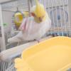 DECHOUS Parrot Bath in Carrot Shape view 3