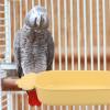 DECHOUS Parrot Bath in Carrot Shape view 4