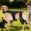 Generic Adjustable Knee Brace for Dogs view 2