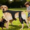 Adjustable Knee Braces for Dogs’ Hind Legs view 2