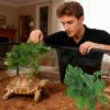 Artificial Plants for Reptiles with Base for Amphibians and Lizards view 2