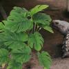 Artificial Plants for Reptiles with Base for Amphibians and Lizards view 3