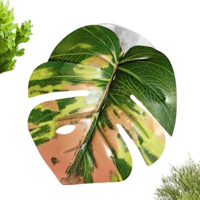 Mozeuu Spring Spider Plants with Suction Cup